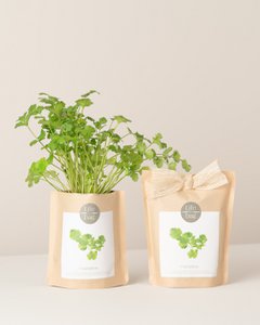 Wachsen Sie Bag Koriander