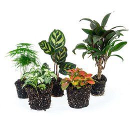  A set of 5 tropical plants including a Makoyana, Palm, Calathea Makoyana, Asparagus, and Red & White Fittonia, potted in a natural fiber planter.