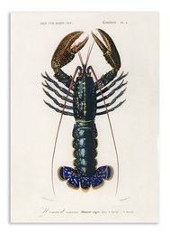 Vintage illustration of a lobster with detailed features and coloring. The lobster has a distinctive shape and appears to be a decorative or artistic representation, suitable for wall art or home decor.