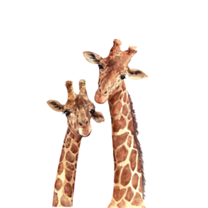 Billie and Rose - Giraffe wall sticker