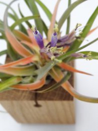 Tillandsia Abdita