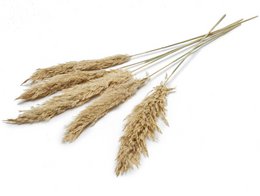 Erba di pampa, 6 pz./mazzo, 70 cm, beige