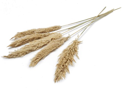 Erba di pampa, 6 pz./mazzo, 70 cm, beige