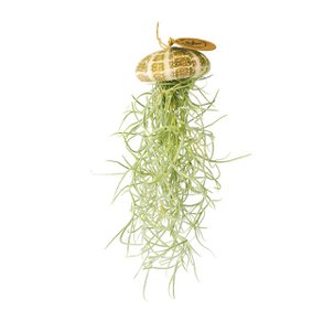 Luchtplantje hanger – zee-egel met tillandsia – naturel – large