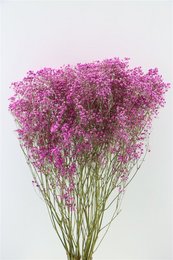 Dried pink gypsophila flowers, 70 cm tall, suitable for floral arrangements and decorations.
