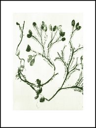 Seaweed olive wall art, 30x40 cm, featuring a botanical illustration of a seaweed-like plant with olive-colored leaves and stems.