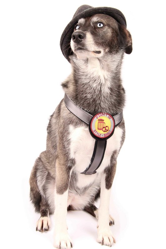 Chest Harness – Patch&Style – Silver