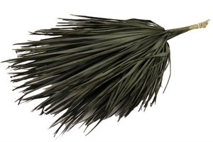 Chamerops bladeren, 10 stuks, 80cm, zwart