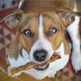 Hundesnack lucky streaks 5 stk. x25