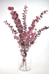 Droogbloemen - Eucalyptus preserved - 70 cm