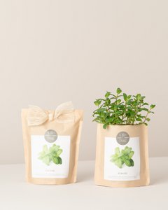 Bag Pfefferminze wachsen