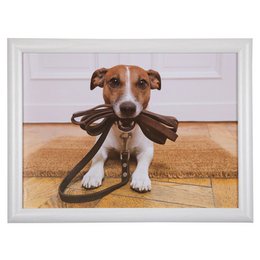 A lap cushion featuring a humorous image of a Jack Russell terrier dog holding a leash in its mouth, on a beige and white checkered background.