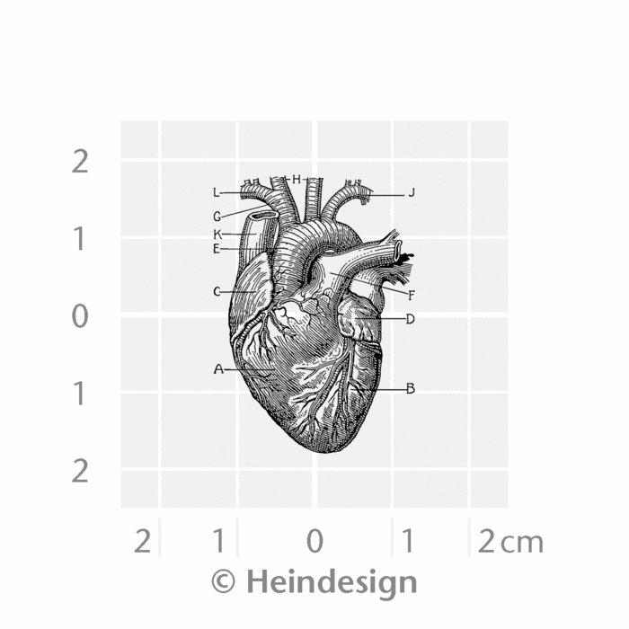 Cuore anatomico piccolo