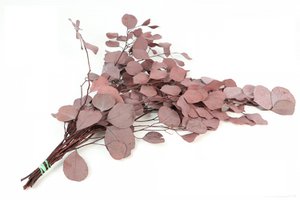 Geconserveerde Eucalyptus Populus, circa 65 cm, circa 150 g, donkerrood