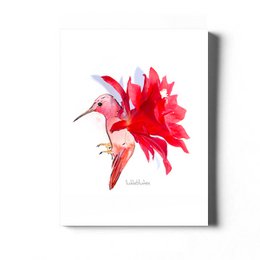 Colibrì di cactus