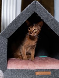Pethome Perfekt hus til en hund og en kat - lysegrå/genanvendt
