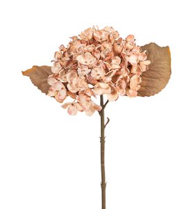 Hortensie altrosa