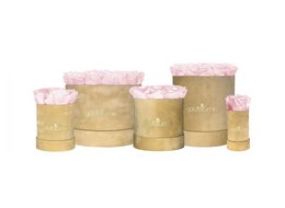 Velvet Beige Collection - Dried Flower Bouquets in various colors and sizes, including Champagne, Hot Pink, Lavender, and more.