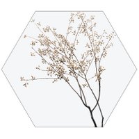 Hexagon dry plants