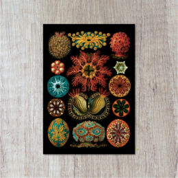 Colorful and intricate postcard featuring various types of ascidiae, also known as sea squirts or tunicates. The image showcases the diverse and vibrant patterns and shapes of these marine organisms.