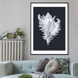 Stor Conch Sea Shell sort og hvid antik print