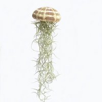 Jellyfish large (Tillandsia usneoides)