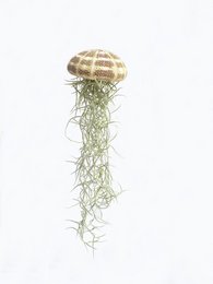Tillandsia usneoides, also known as the Jellyfish large, is a type of cacti with a unique, hanging appearance. The plant features a round, dome-shaped structure with intricate patterns and a green, trailing foliage.