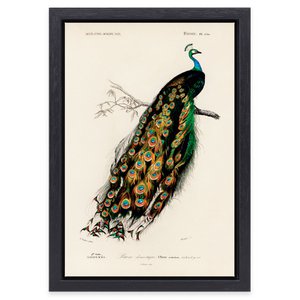 Painting Peacock Charles D'Orbigny in black frame