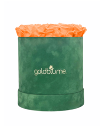 Colección Terciopelo Verde