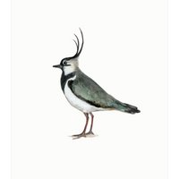 postcard | Lapwing