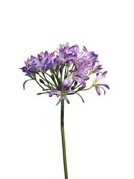Artificial purple agapanthus plant, 80cm tall, with vibrant purple flowers and green foliage.