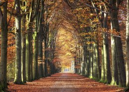 A scenic autumn landscape featuring a long, winding path through a forest of tall, colorful trees. The path is lined with vibrant orange, red, and yellow foliage, creating a warm and inviting atmosphere.