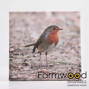 OUTDOOR PAINTING ROBIN 25X25 CM