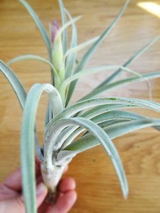 Tillandsia Harissii