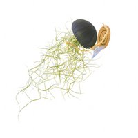 Luchtplantje hanger – zee-egel met zuignap – Tillandsia usneoides – zwart