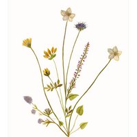 postcard | Island flowers lilac