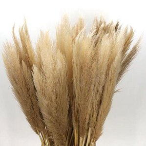 Cortaderia Pampasgras getrocknet, 115cm, natur beige