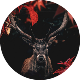 Vibrant red and black poster featuring a majestic deer with antlers surrounded by autumn leaves. Available in multiple sizes.