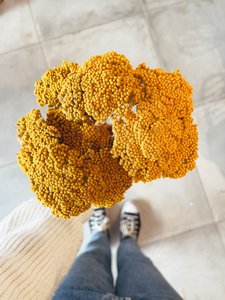 Achillea Parker Gelbe Trockenblumen