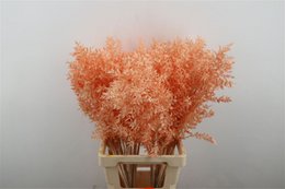 Ruscus - 70 cm - droogbloemen