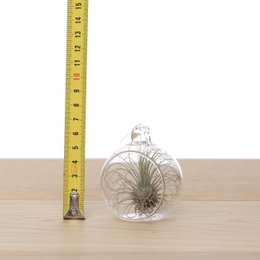 Tillandsia in Bulbo di Vetro 6cm