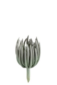 J -Line Plant Echeveria - Plastic - Mat Green