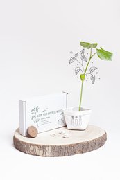 A potted plant with green leaves and a white flower bloom. The plant is displayed on a wooden surface along with a small card or label.
