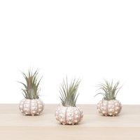 3x tillandsia sea urchin (sputnik) shell
