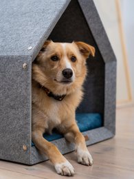 Pethome Perfekt hus til en hund og en kat - lysegrå/genanvendt