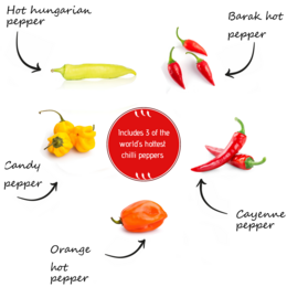 CULTIVEA® økologisk chilipebersæt til at plante – Chili frøæske med Habanero Orange, Cayenne, Barak, Ungarsk og Candy Chili – Komplet grøntsagsfrøsæt – Gaveidé