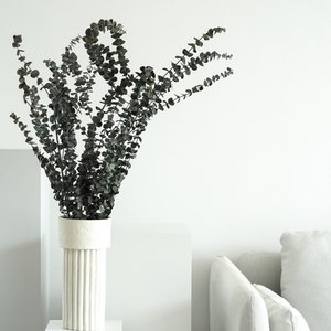 Eucalyptus Baby - de fijne