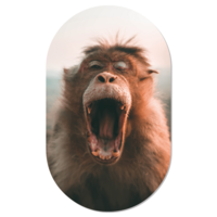 Wall oval monkey