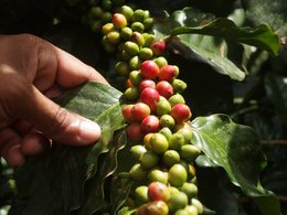 Espresso for Future (organiczne), 250g, całe ziarno