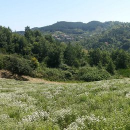 Orégano de montaña de Calabria, lata de 30g